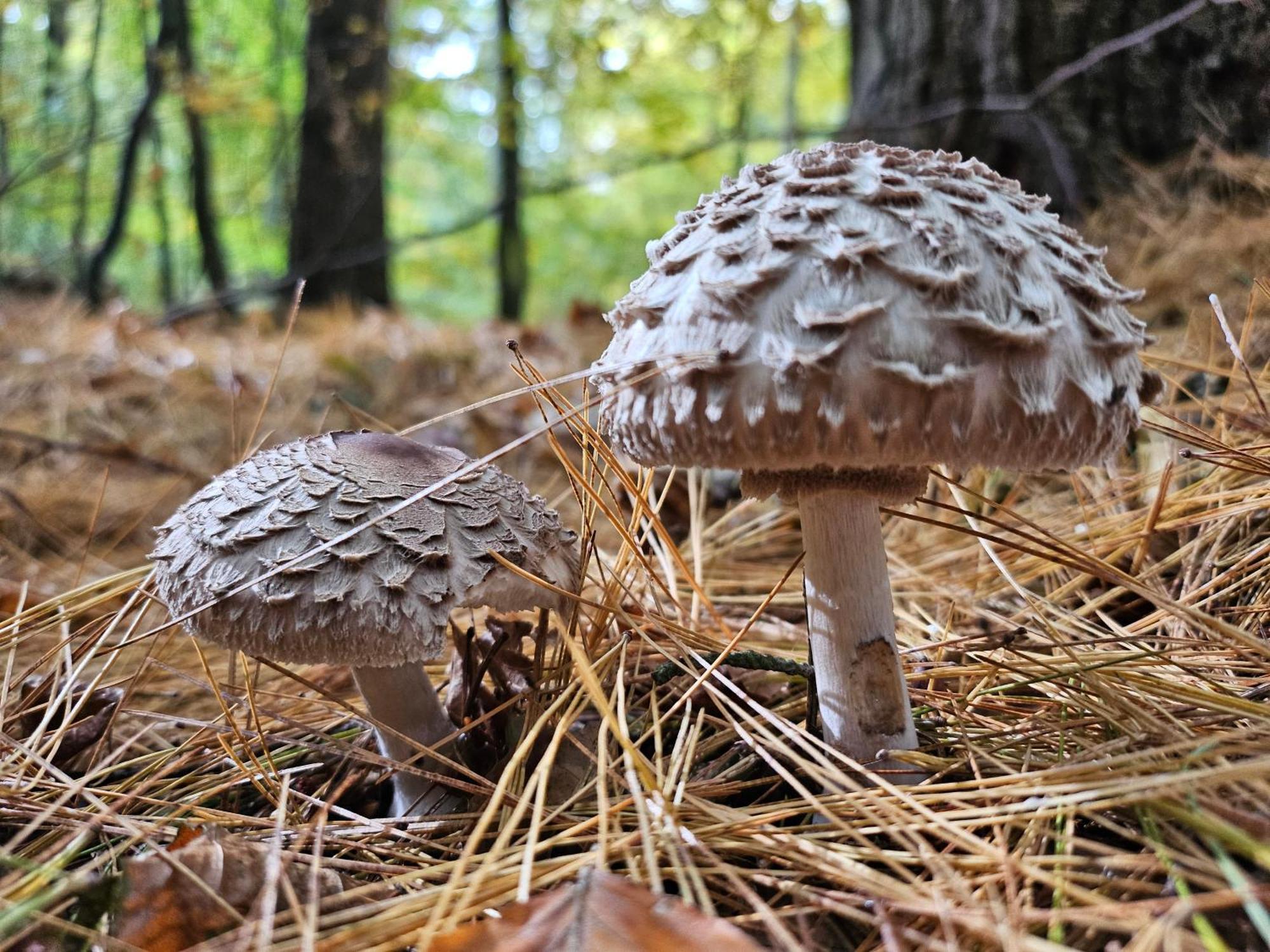 Fewo Am Wald Бёк Экстерьер фото